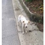 Tre Poveri cani Messi in Strada dopo la Morte del Padrone - Foto n. 1
