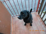 Cane Labrador nero di 3 Anni - Foto n. 3