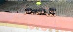 Cucciole di Rottweiler - Foto n. 1