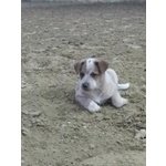 🐶 Australian Cattle Dog femmina di 5 anni e 9 mesi in vendita a Gubbio (PG) e in tutta Italia da privato