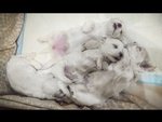 Cuccioli di Maltese Maschietto e Femminuccia - Foto n. 6