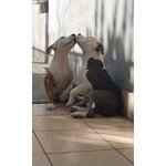 Cucciole di Amstaff Stafford Terrier
