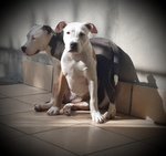 Cucciole di Amstaff Stafford Terrier - Foto n. 2