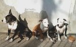 Cucciole di Amstaff Stafford Terrier - Foto n. 3