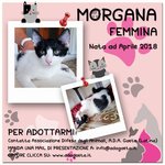 Morgana: Bellissima Gattina Bianca e Nera - Foto n. 7
