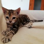 Lupina: Gattina Tigrata tipo Tabby - Foto n. 2