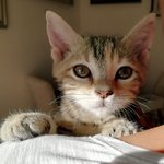 Lupina: Gattina Tigrata tipo Tabby - Foto n. 5