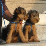 🐶 Fox Terrier maschio di 7 anni e 11 mesi in vendita a San Casciano in Val di Pesa (FI) e in tutta Italia da privato