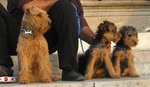 Cuccioli di Welhs Terrier Cercano Casa - Foto n. 2
