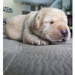 Cuccioli Labrador - Foto n. 4