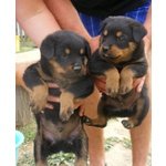 Cuccioli di Rottweiler alta Genealogia - Foto n. 2