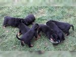 Cuccioli di Rottweiler alta Genealogia - Foto n. 4