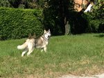 Siberian Husky Maschio con Pedegree per Monta - Foto n. 2
