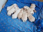 Cuccioli di Labrador