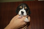 Beagle con Pedigree Esenti gene mls (genitori Testati) - Foto n. 6