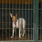 🐶 Podenco femmina in adozione a Milano (MI) e in tutta Italia da associazione animali