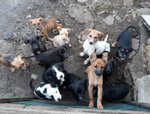 22 Cuccioli di 3 Mesi, Pronti a Lasciare L’inferno per Partire Verso il Nord, Cercano casa per Sempr - Foto n. 3