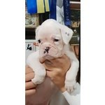 Disponibile Cucciola di Boxer Bianca - Foto n. 6