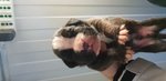 Disponibili Cuccioli di Boxer - Foto n. 2