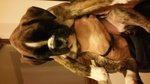 Splendida Cucciola di Boxer con Pedigree - Foto n. 4