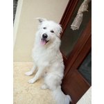 Bellissimo cane Bianco - Foto n. 2