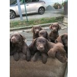Cuccioli di Labrador Retriever Chocolate con Pedigree - Foto n. 6