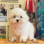 Allevamento Maltesi , Disponibili Cuccioli con Pedigree - Foto n. 1