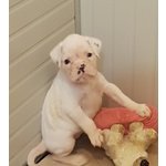 Disponibile Cucciola di Boxer Bianca - Foto n. 2
