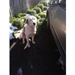 Simil Labradorini di 10 Mesi - Foto n. 2
