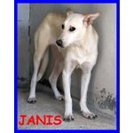 Janis Bella Cucciolona 1 anno Aspetta Famiglia che la Ami