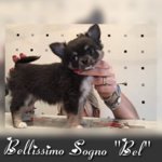 🐶 Chihuahua maschio di 3 anni e 6 mesi in vendita a Barrafranca (EN) e in tutta Italia da privato