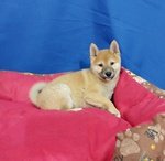 Cucciolo di Shiba inu Maschio - Foto n. 3