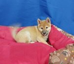 Cucciolo di Shiba inu Maschio - Foto n. 4