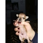 Chihuahua Mini - Foto n. 7