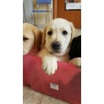 Labrador Cuccioli con Pedigree