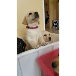 Labrador Cuccioli con Pedigree - Foto n. 2