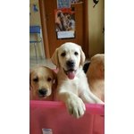 Labrador Cuccioli con Pedigree - Foto n. 8