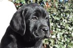 Cuccioli Labrador Biondi Marroni e neri con Pedigree - Foto n. 2