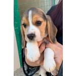 Cuccioli di Beagle - Foto n. 2