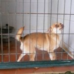 🐶 Chihuahua femmina in adozione a Milano (MI) e in tutta Italia da associazione animali