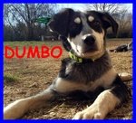 Dumbo Dolce Cucciolo 7 mesi Aspetta Ancora una Mamma - Foto n. 1