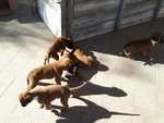 Cuccioli di Boxer Puri