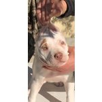 Cucciola American Pitbull Terrier ukc red Nose
