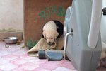 Cuccioli di Labrador - Foto n. 7