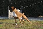 Boxer Cuccioli Selezionati- Cuccioloni Boxer e Riproduttori, Maschi e Femmine - Foto n. 7