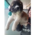 🐶 Labrador maschio di 3 anni in adozione a Cesena (FC) da privato