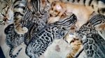 Gattini Bengala Maschi e Femmine - Foto n. 1