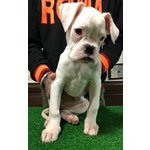 Cucciola di Boxer Bianca con Pedigree - Foto n. 4