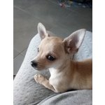 Cucciolo Chihuahua Toy