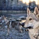 Cuccioli cane da lupo Cecoslovacco - Foto n. 2